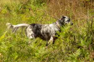 Our Llewellin Setter pointing out a quail in the brush. 