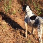 Our Llewellin Setter pointing out a bird at a hunt in Baldwin County, AL